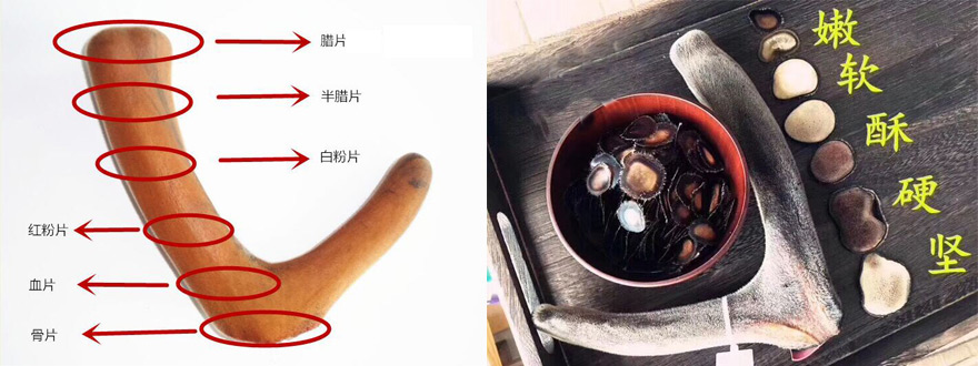 鹿茸等級